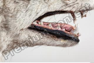 Wolf head photo reference 0009